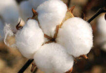 importance of cotton