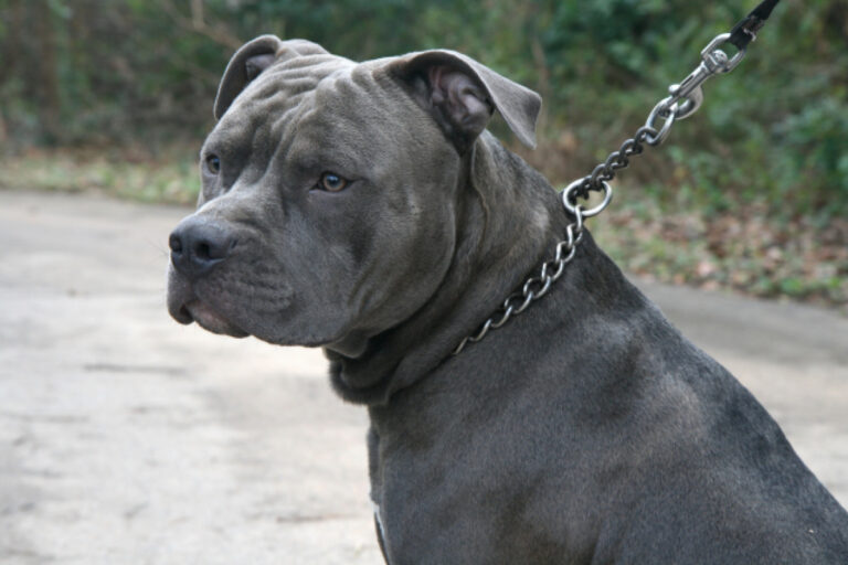 pit-bull