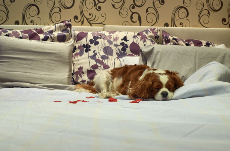 Pet Friendly Hotels Near Me