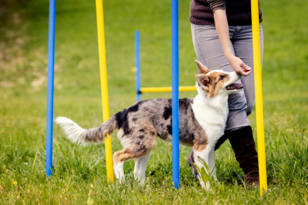 The Importance of Training Your Dog for a Lifelong Bond - TIDEWATER